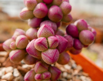 Crassula elegans 'Purple Light' | Rare Succulent | Fully Rooted
