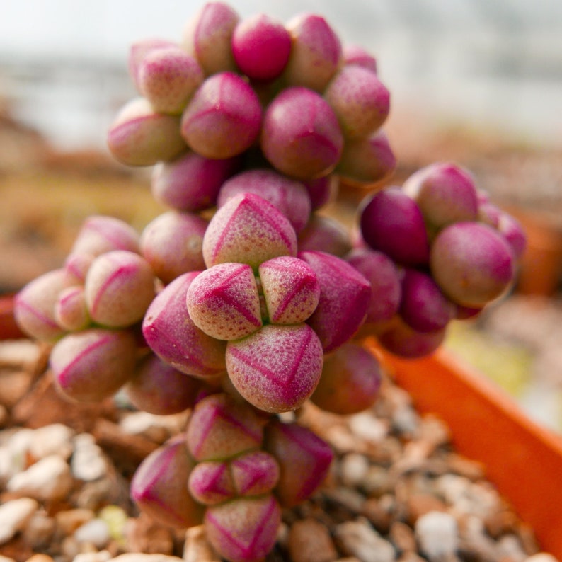 Crassula elegans 'Purple Light' Rare Succulent Fully Rooted image 1