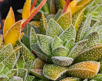 Crassula frosty | Rare Succulent | Fully Rooted