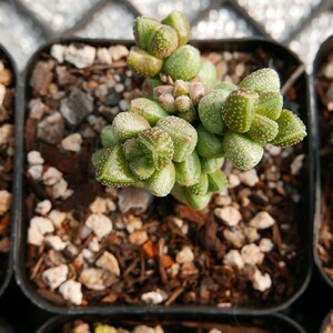 Crassula elegans SB999 rare SA succulent Crassulaceae Crassula elegans SB999 rare SA succulent Crassulaceae