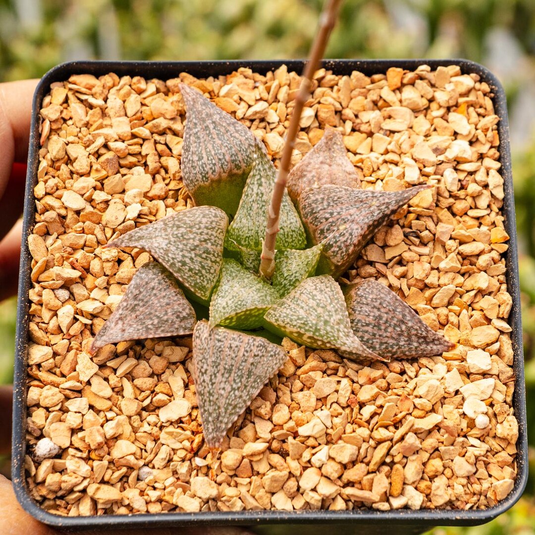 Haworthia 'andromeda' | Rare Succulent | Fully Rooted - Etsy