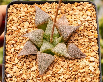 Haworthia 'Andromeda' | Rare Succulent | Fully Rooted