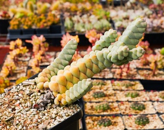 Crassula plegmatoides | Rare Succulent | Fully Rooted