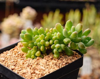 Sedum corynephyllum f. cristata | Rare Succulent | Fully Rooted