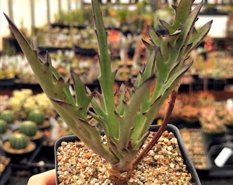 Kalanchoe synsepala var. dissecta ' Walking Kalanchoe'