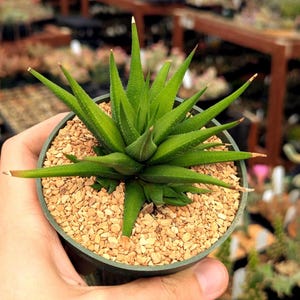 May include: A small green Haworthia succulent plant with pointed, triangular leaves featuring subtle white speckles. The plant is potted in a round container filled with light tan gravel top dressing, showcasing a dense, star-shaped rosette growth.