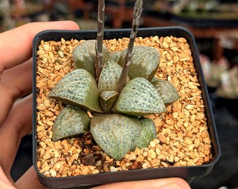Haworthia splendens hybrid 'Michelle' | Rare Succulent | Fully Rooted - 3.5" Pot