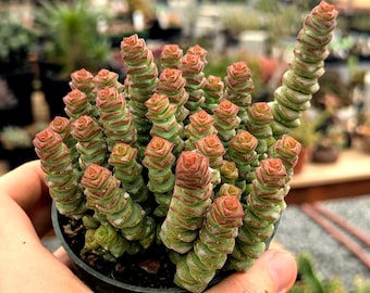Crassula marnieriana - Jade Necklace | Succulent