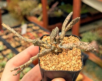 Euphorbia platyclada - 2" pot