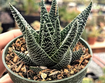 Tulista pumila | Rare Succulent