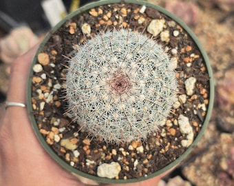 Mammilaria sinforosensis
