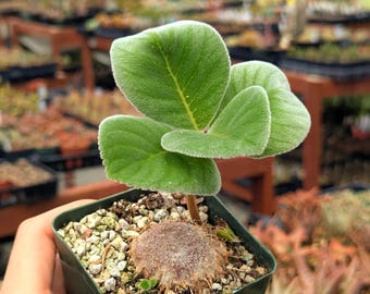 Sinningia hybrid - 4" pot
