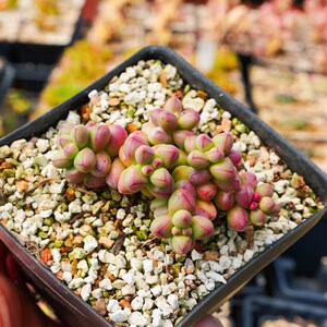 Crassula elegans 'Purple Light' Rare Succulent Fully Rooted image 3