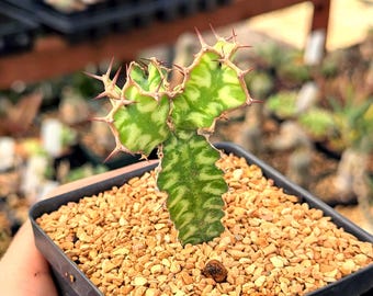 Euphorbia pseudocactus - 3.5" pot