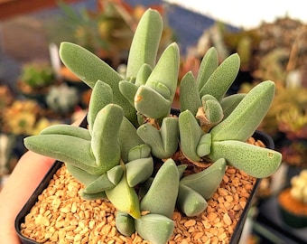 Cheridopsis purpereum - 3.5" pot