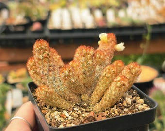 Mammillaria elongata 'Copper King' | Cactus | Fully Rooted