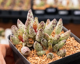 Adromischus cooperi 'Festivus' | Rare Succulent | Fully Rooted | - 3.5" pot