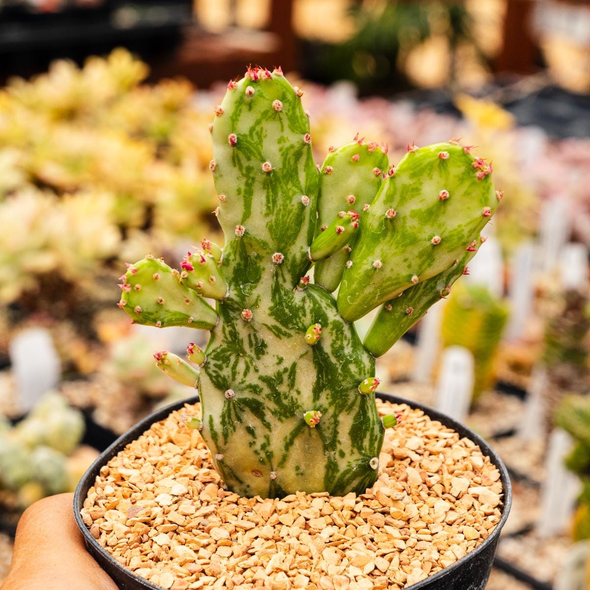 Opuntia Monacantha F. Monstruosa Variegata - Joseph's Coat | Rare