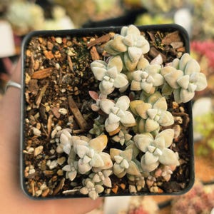 Crassula deltoidea - round form