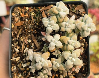Crassula deltoidea - round form