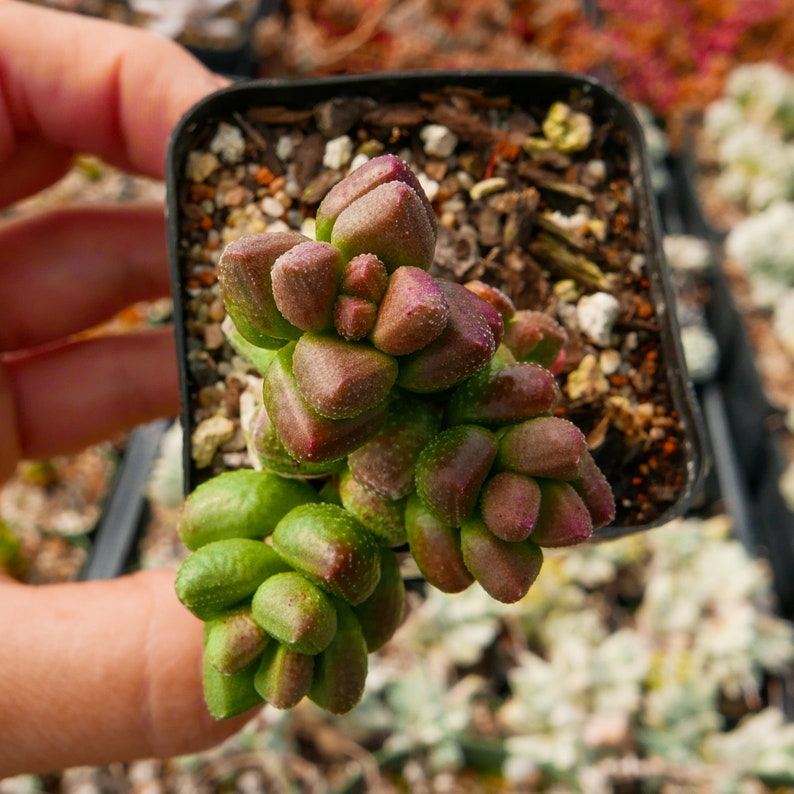 Crassula elegans SB999 rare SA succulent Crassulaceae Crassula elegans SB999 rare SA succulent Crassulaceae