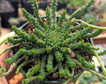 Euphorbia flanaganii - 4" Pot