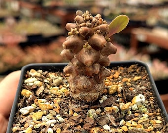 Othonna herrei - 3.5" Pot