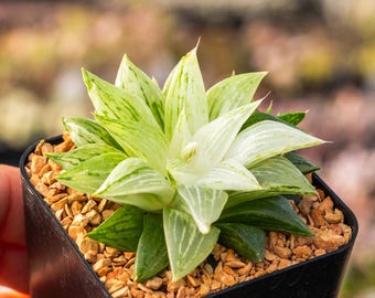 Haworthia 'Ice Kurozato' variegated | Rare Succulent | Fully Rooted
