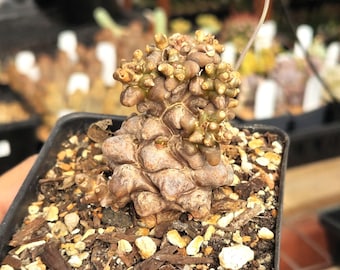 Othonna herrei - 3.5" Pot