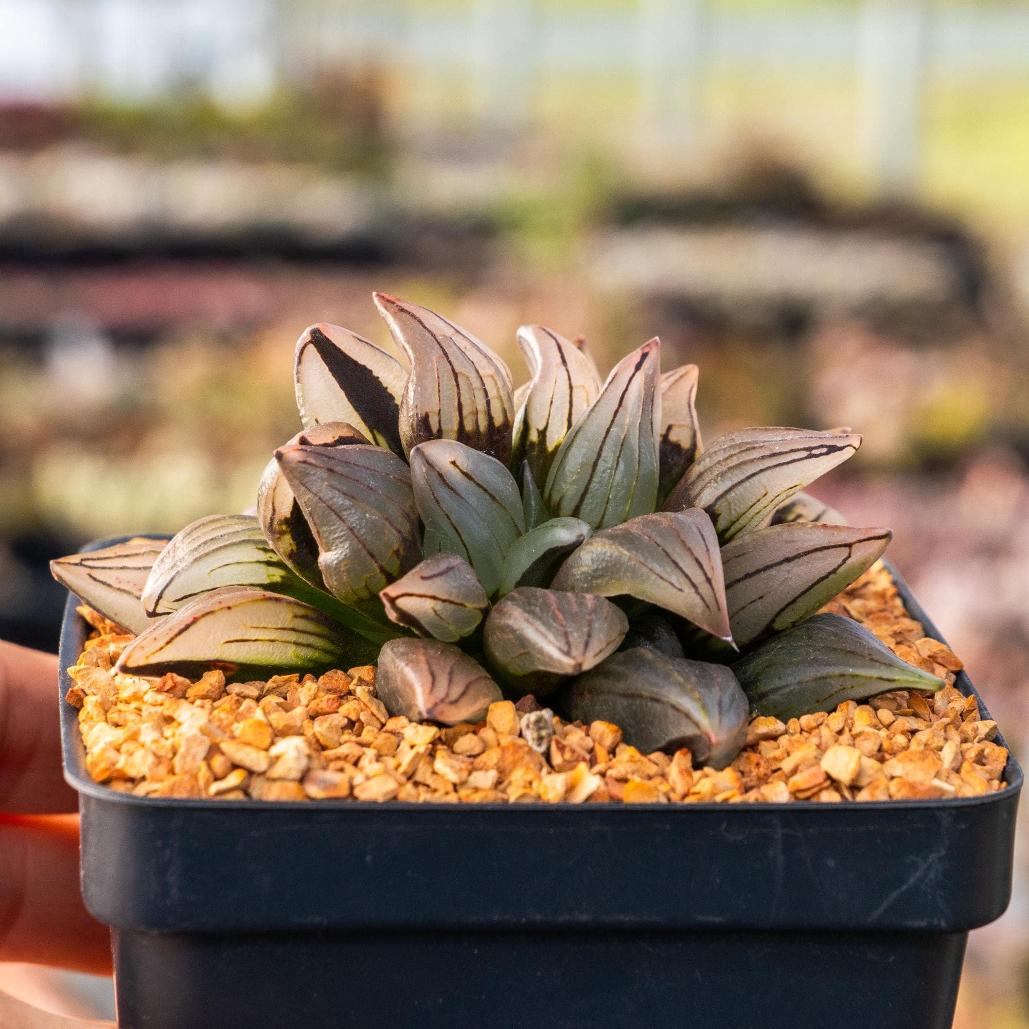 ハオルチア アトロフスカ ミュータント 抜き苗 ハオルチア・アトロ