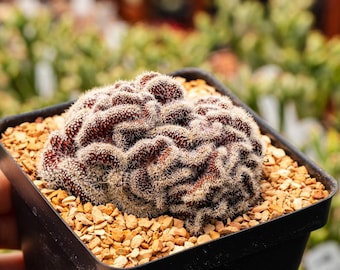 Echinopsis 'Schick Hybrid' cristata | Rare Cactus | Fully Rooted