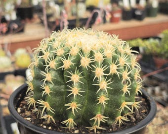 Echinocactus grusonii v. brevifolia (Exact plant) - 6" Pot