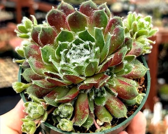 Sempervivum ‘Butterfly’ | Succulent