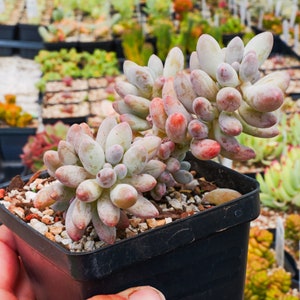 Pachyphytum rzedowskii - Baby Finger | Rare Succulent | Fully Rooted