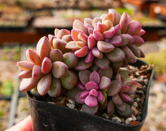 Echeveria 'Rezry' - 2.5" Pot | Rare Succulent | Fully Rooted