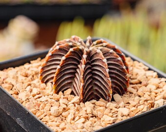 Gymnocalycium Friedrichii - VOS 1241 | Rare Cactus | Fully Rooted