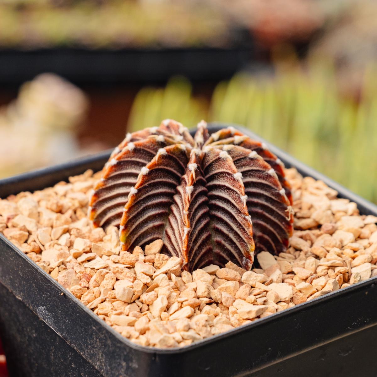 タンザニア産　ホウセキカミキリ　32mm 31mm Gymnocalycium Friedrichii - VOS 1241 | Rare Cactus | Fully Rooted