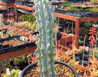 Stenocereus beneckei - 6" pot