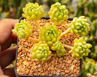 Sedum hirsutum - Hairy Stonecrop | Rare Succulent | Fully Rooted