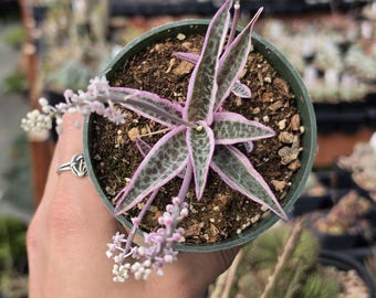 Ledebouria socialis variegata - Succulent Plant