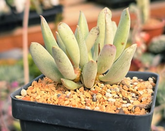 Adromischus alstonii - 3.5" Pot