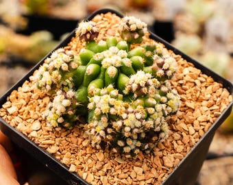 Echinocactus grusonii var. subinermis monstruosa | Rare Cactus | Fully Rooted