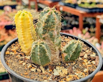 Echinocereus Knippelianus f. variegata - 6" Pot