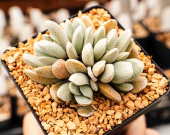 Crassula tecta - Lizard Skin Crassula (White Form) | Rare Succulent