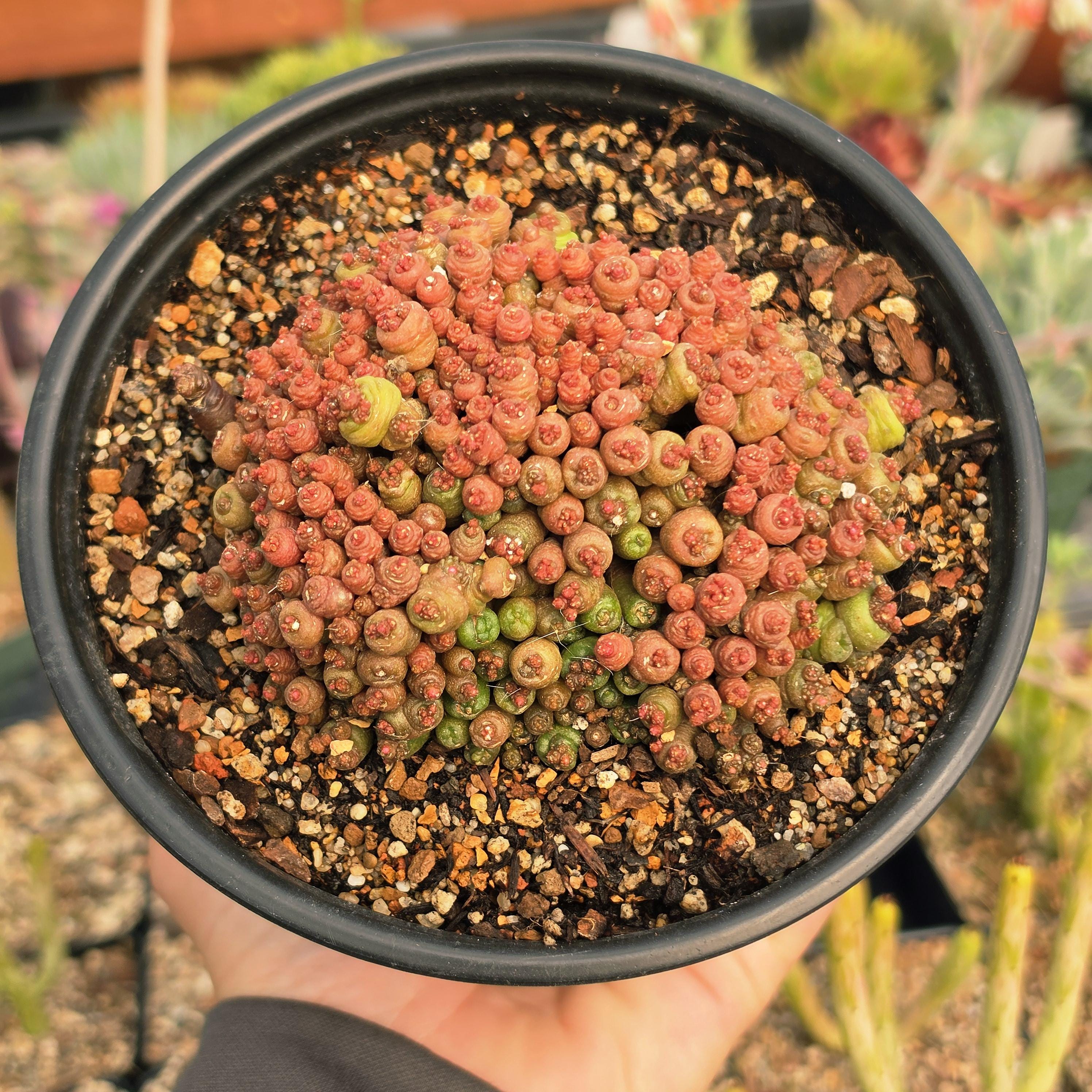 Mammillaria Bocasana F. Monstruosa 'fred' | Rare Cactus | Fully Rooted -  Etsy Finland
