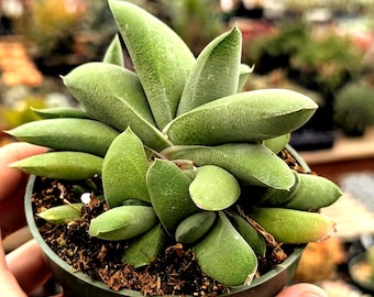 Gasteria glomerata - Ox Tongue | Succulent | Fully Rooted