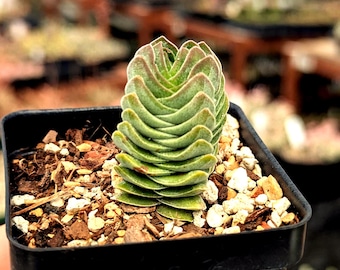 Crassula 'Buddha's Temple' | Rare Succulent | Fully Rooted