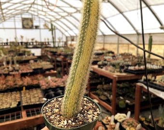 Cleistocactus winteri ssp. caldomononsis f. variegata Monkey Tail Cactus - 4.5" Pot