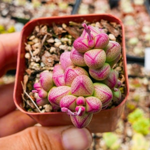 Crassula elegans 'Purple Light' Rare Succulent Fully Rooted image 6