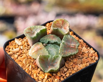 Haworthia maughanii okagami 'Red Strip' | Rare Succulent | Fully Rooted